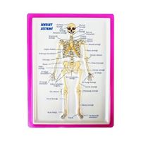 VİVA ANATOMİ LEVHASI İSKELET SİSTEMİ KABARTMALI A3 12 Lİ 03081 1