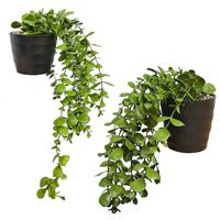 EVADEKOR YAPAY ÇİÇEK OKALİPTUS 5810 SİYAH SAKSI 1