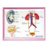 VİVA ANATOMİ LEVHASI BOŞALTIM SİSTEMİ KABARTMALI A4 12 Lİ 03012 1