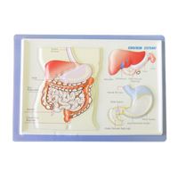VİVA ANATOMİ LEVHASI SİNDİRİM SİSTEMİ KABARTMALI A4 12 Lİ 03029 1