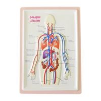 VİVA ANATOMİ LEVHASI DOLAŞIM SİSTEMİ KABARTMALI A4 12 Lİ 03043 1