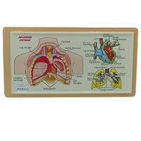 VİVA ANATOMİ LEVHASI SOLUNUM SİSTEMİ KABARTMALI A4 12 Lİ 03074 1