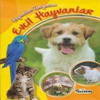 TELESKOP EĞİTİM KİTABI HAYVANLARI TANIYORUM EVCİL HAYVANLAR 1