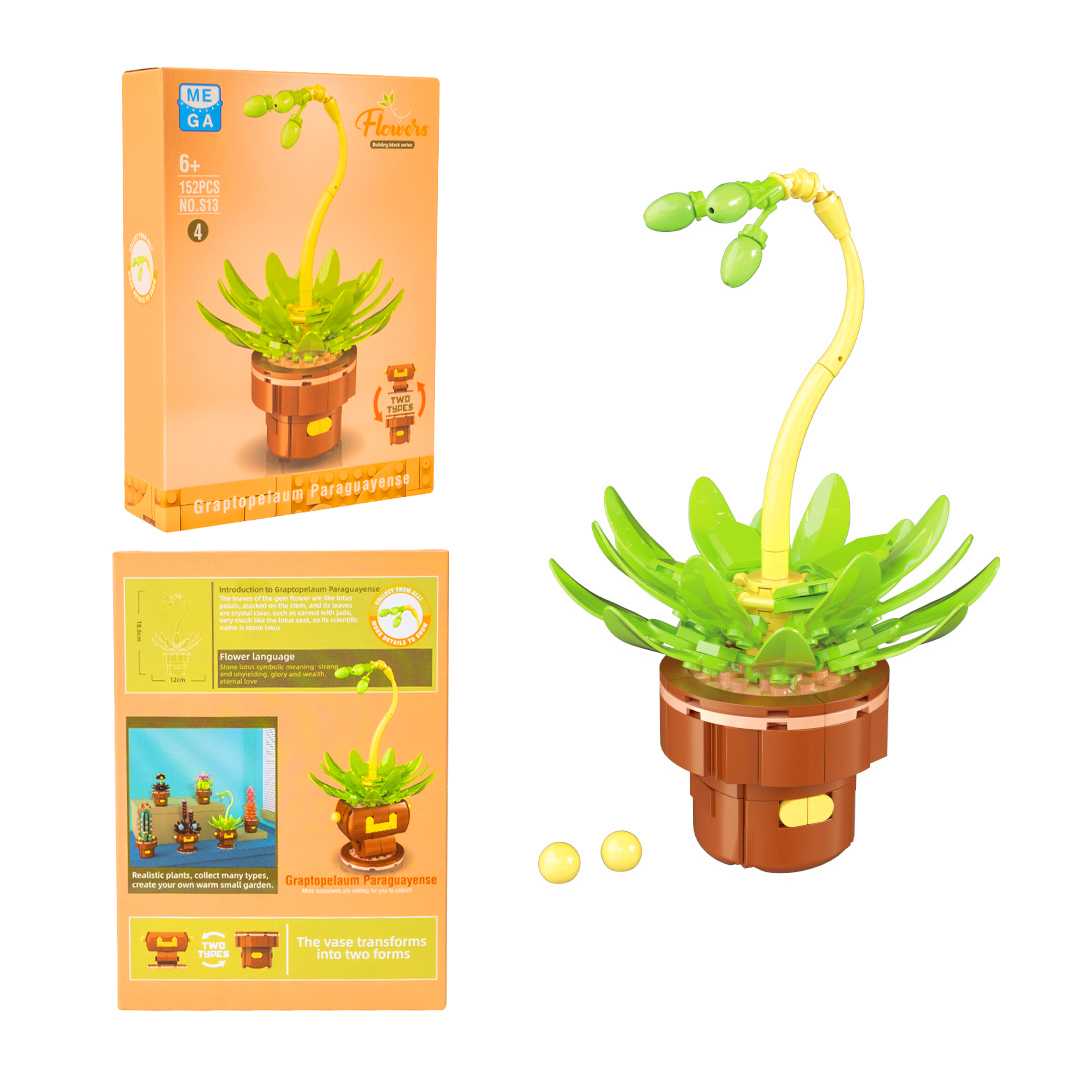 MEGA FLOWERS S13-4 SUKULENT GRAPTOPELAUM PARAGUAYENSE 152 PARÇA 6+ 1