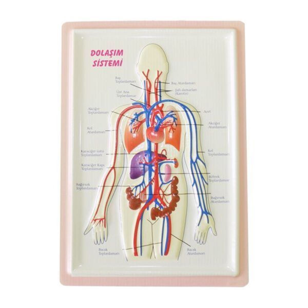 VİVA ANATOMİ LEVHASI DOLAŞIM SİSTEMİ KABARTMALI A4 12 Lİ 03043 1