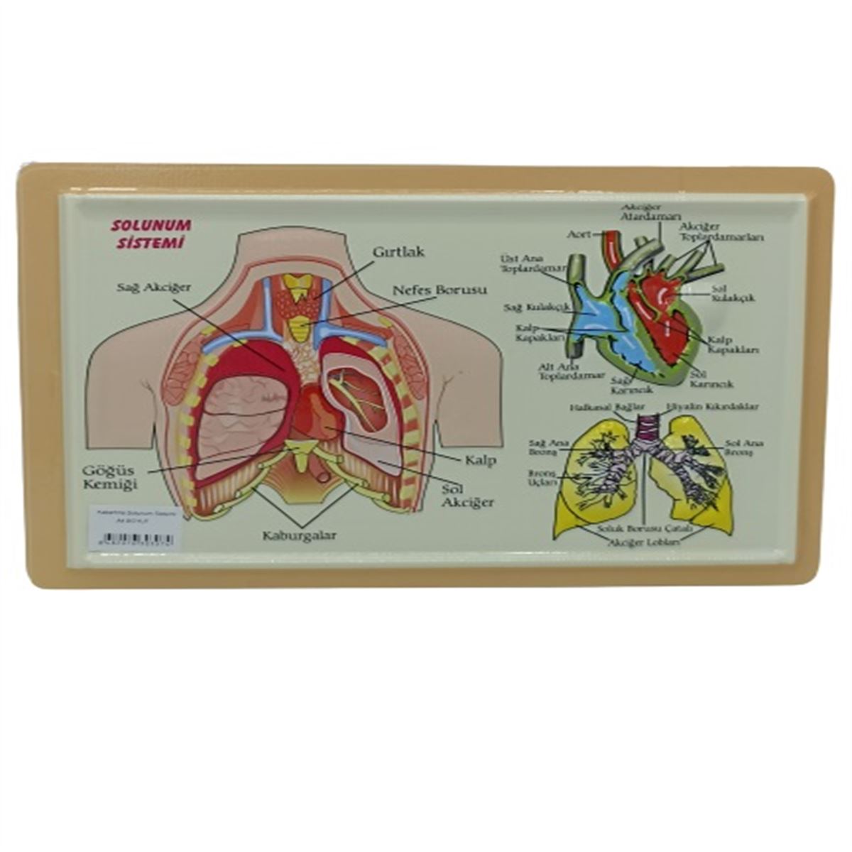 VİVA ANATOMİ LEVHASI SOLUNUM SİSTEMİ KABARTMALI A4 12 Lİ 03074 1