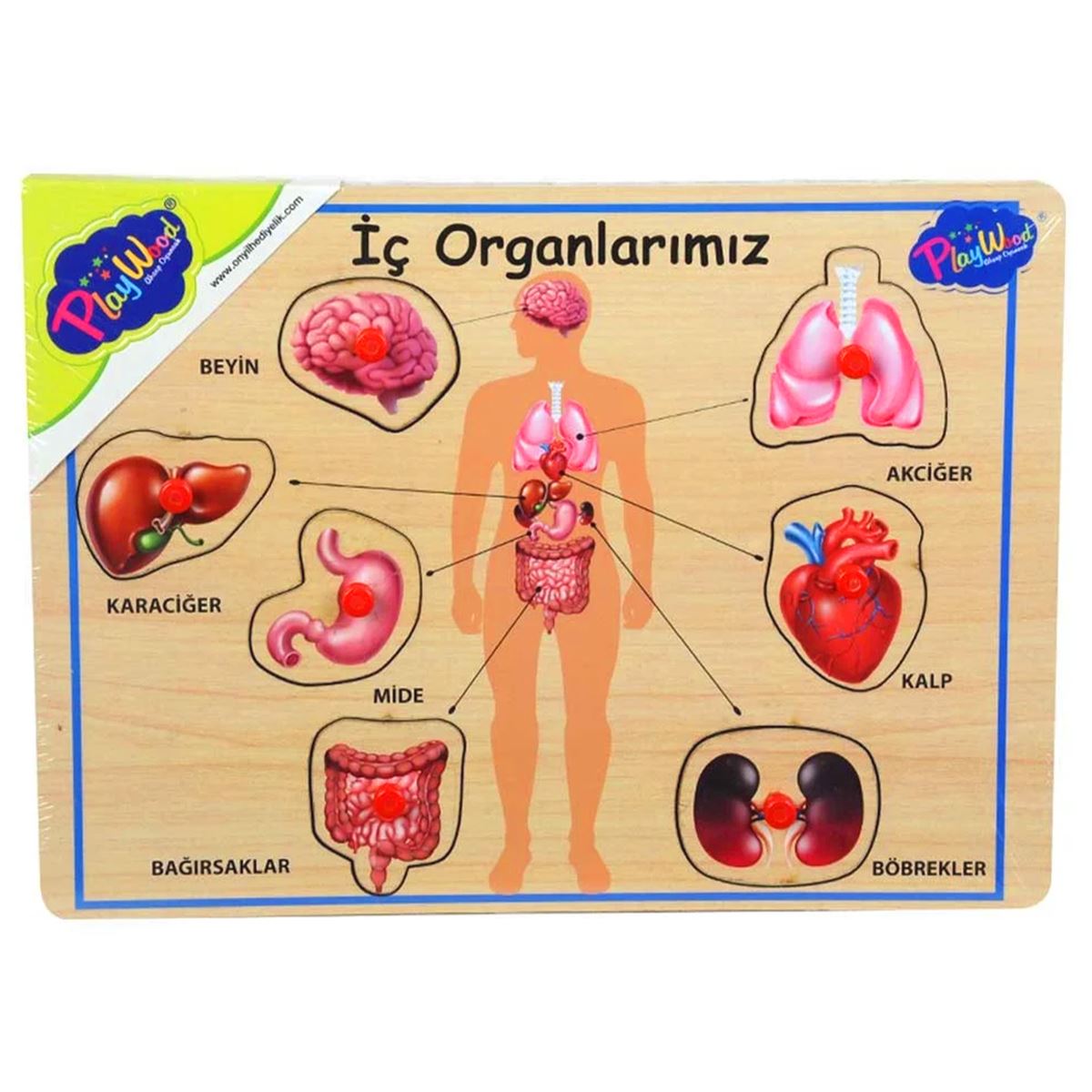 PLAY WOOD AHŞAP TUTMALI YAPBOZ ONY-166-167 İÇ ORGANLARIMIZ 18M+ 1