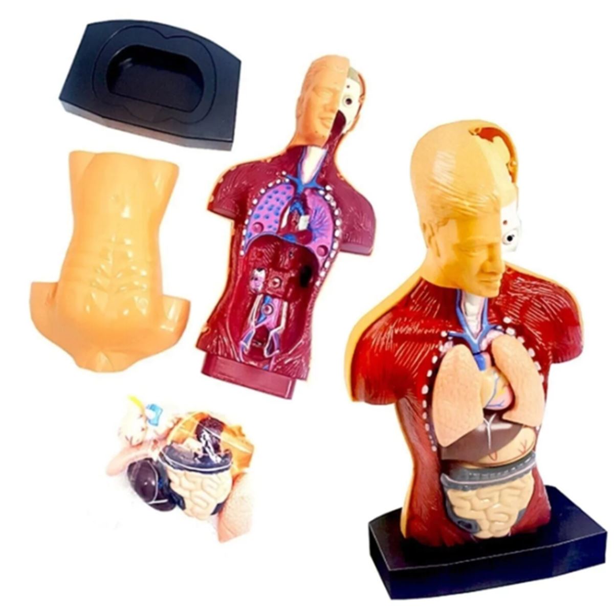 KZL İNSAN VUCUDU EĞİTİM SETİ 3301 THE HUMAN BODY 1